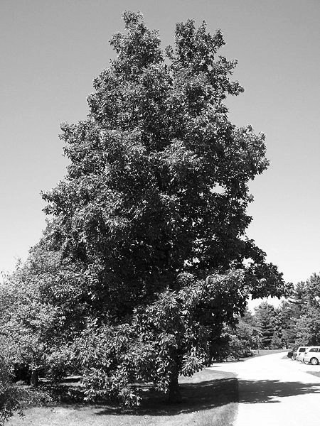 Hickory Tree Foto von Bruce Marlin)