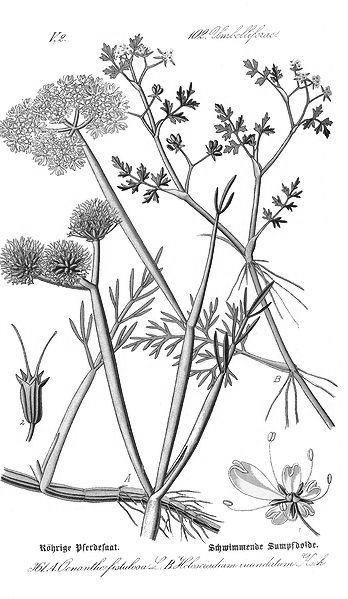 Rhriger Wasserfenchel, auch Lachkraut, Apium risus oder Sardoa herba)